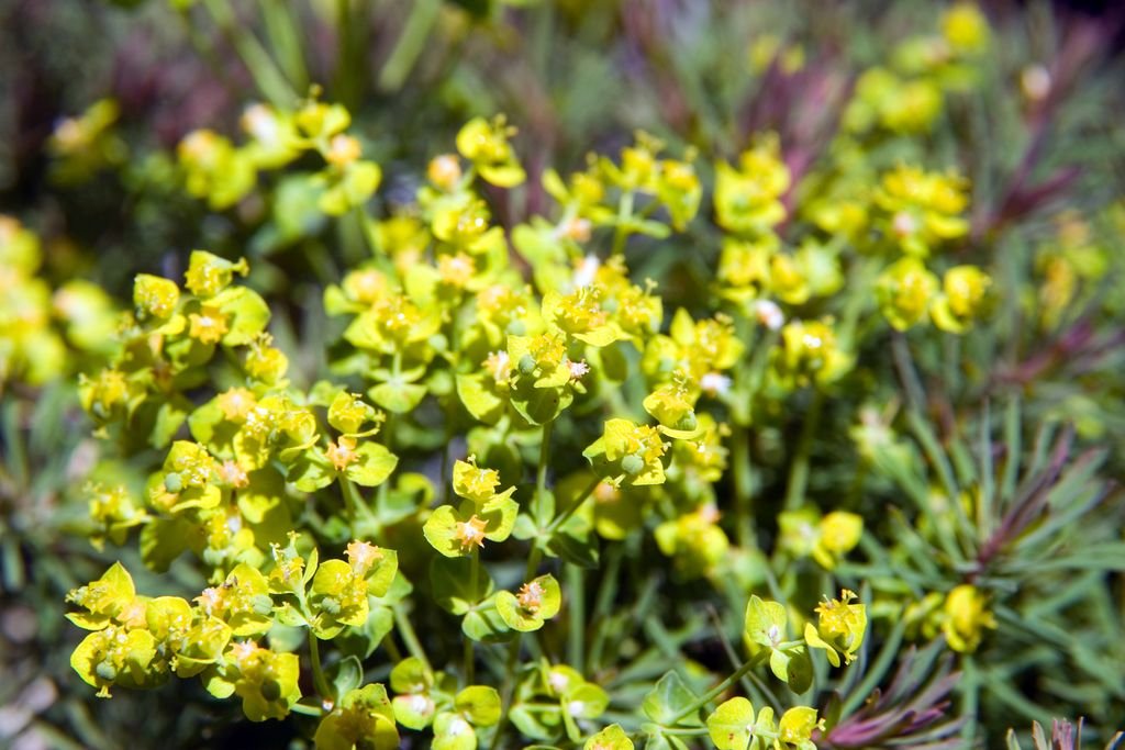 Cypress spurge 'Fens Ruby' (Euphorbia cyparissias 'Fens Ruby')