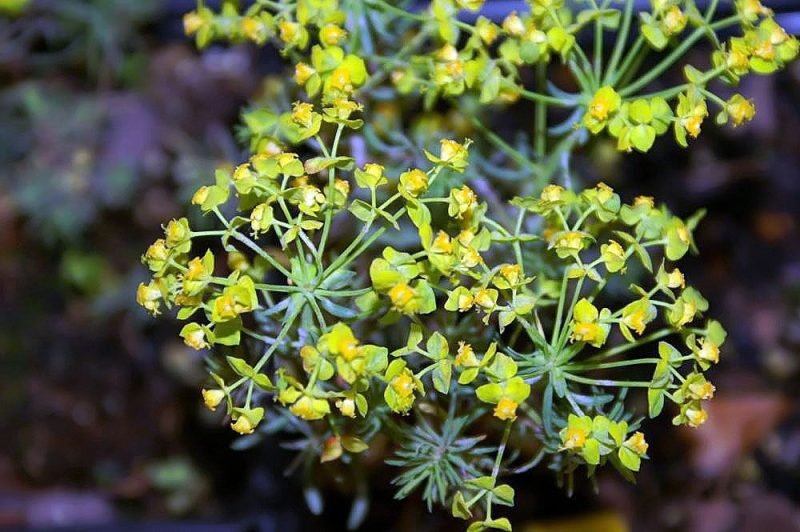 How to plant Cypress spurge 'Fens Ruby' (Euphorbia cyparissias 'Fens Ruby')_1
