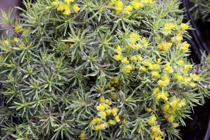 Where to plant Cypress spurge 'Fens Ruby' (Euphorbia cyparissias 'Fens Ruby')_2