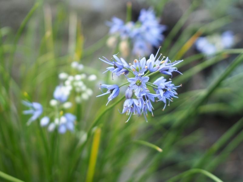Dark blue garlic (Allium cyaneum)