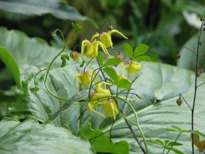 David's barrenwort (Epimedium davidii)