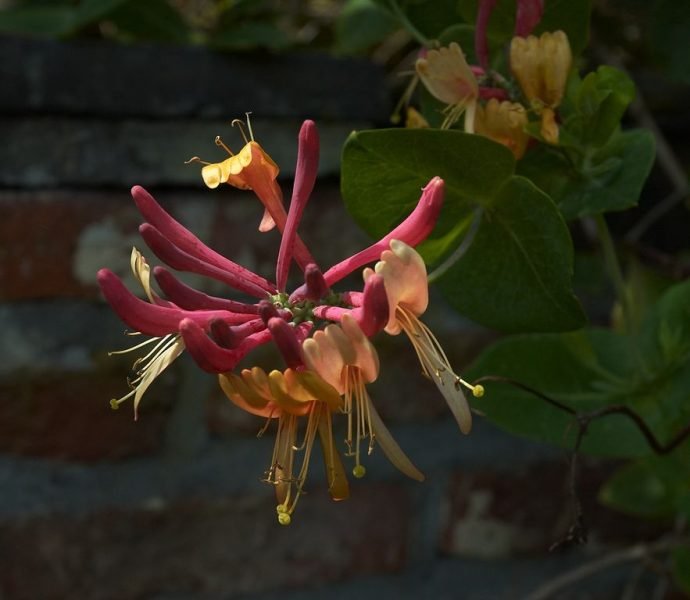 Delavay honeysuckle (Lonicera similis var. delavayi)