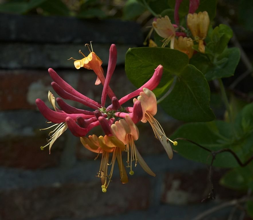 Delavay honeysuckle (Lonicera similis var. delavayi)