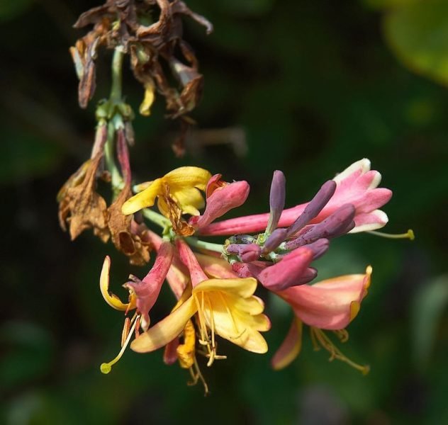 How to plant Delavay honeysuckle (Lonicera similis var. delavayi)_1