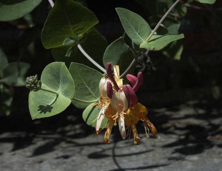Where to plant Delavay honeysuckle (Lonicera similis var. delavayi)_2