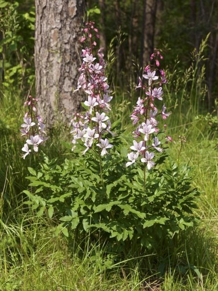 How to plant Dittany (Dictamnus albus)_1