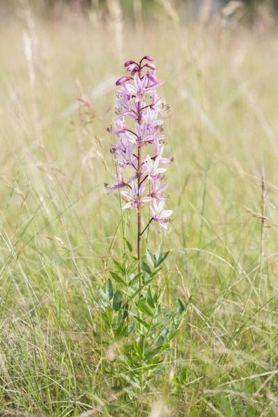 Where to plant Dittany (Dictamnus albus)_2