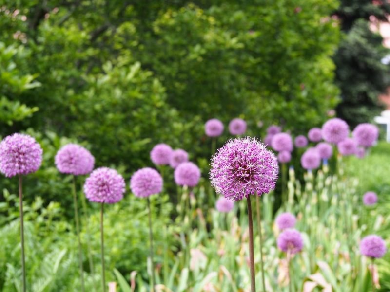 Dutch garlic 'Purple Sensation' (Allium hollandicum 'Purple Sensation')