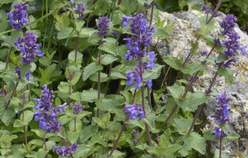 Dwarf catmint (Nepeta racemosa)
