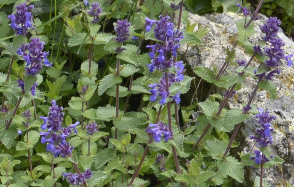 Dwarf catmint (Nepeta racemosa)
