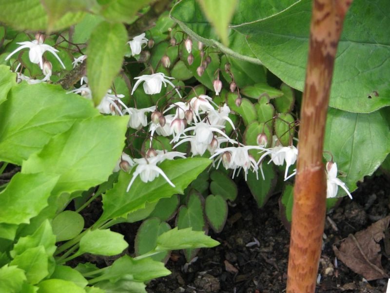 Dwarf large-flowered barrenwort (Epimedium grandiflorum 'Nanum')