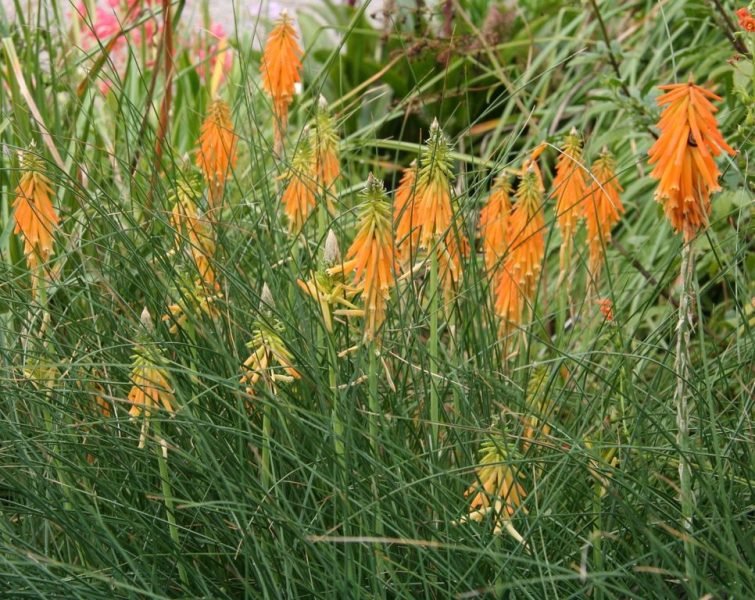 Dwarf red-hot poker (Kniphofia triangularis)