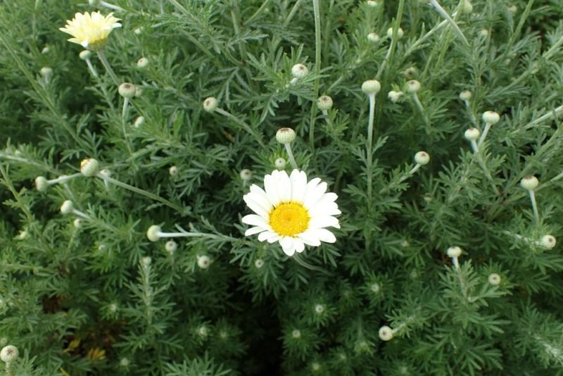 Dyer's chamomile 'E.C. Buxton' (Anthemis tinctoria 'E.c. Buxton')