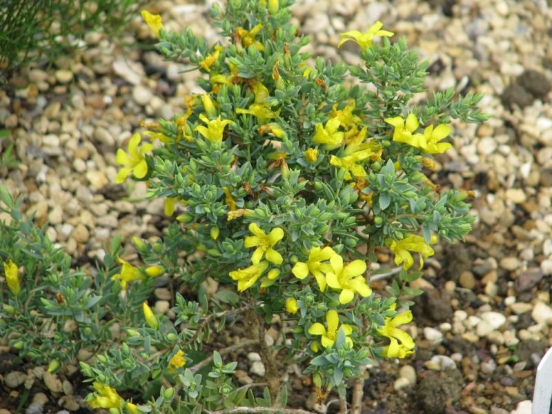 Egyptian St John's wort (Hypericum aegypticum)