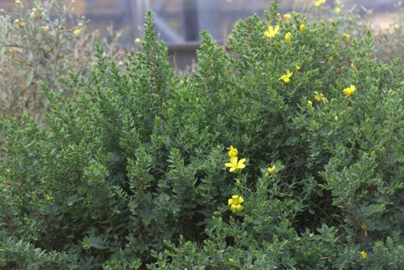 Where to plant Egyptian St John's wort (Hypericum aegypticum)_2