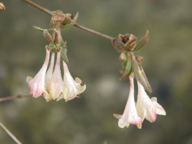 Elisa's honeysuckle (Lonicera elisae)