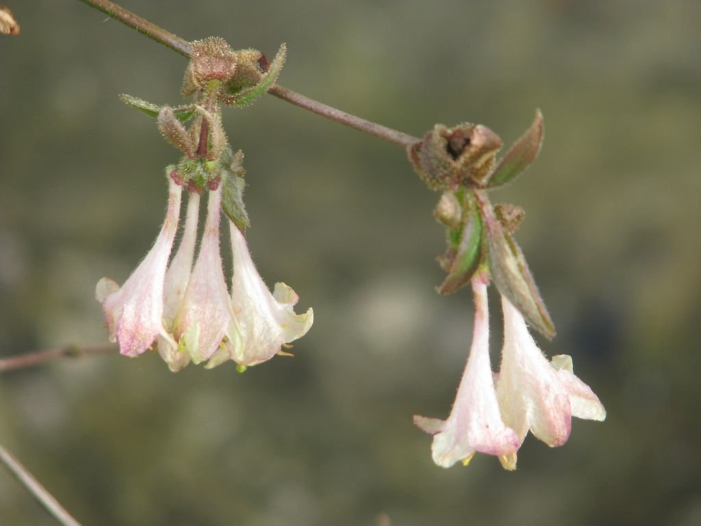 Elisa's honeysuckle (Lonicera elisae)