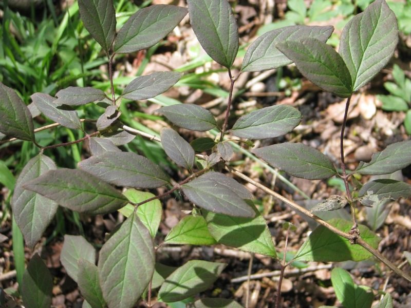 Where to plant Elisa's honeysuckle (Lonicera elisae)_2
