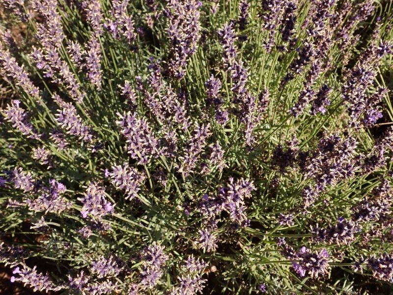 English lavender 'Hidcote' (Lavandula angustifolia 'Hidcote')
