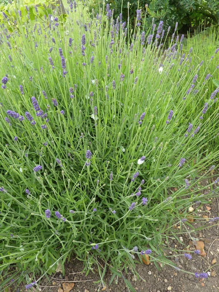 English lavender 'Hidcote' (Lavandula angustifolia 'Hidcote') growing