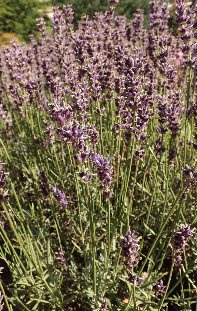 English lavender 'Hidcote' (Lavandula angustifolia 'Hidcote') growing