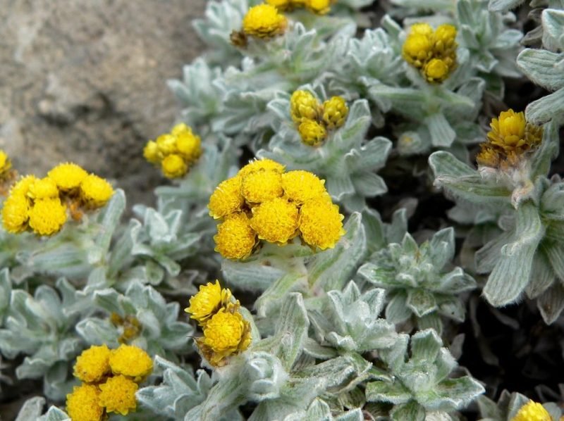 Everlasting (Helichrysum splendidum)