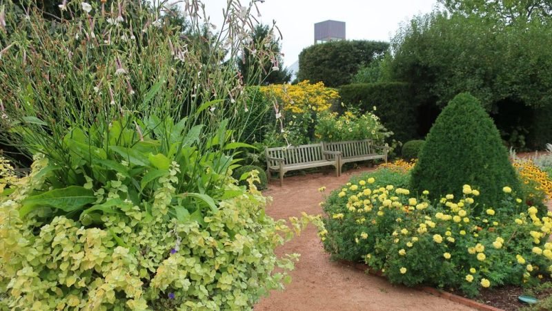 Where to plant Everlasting flower 'Limelight' (Helichrysum petiolare 'Limelight')_2