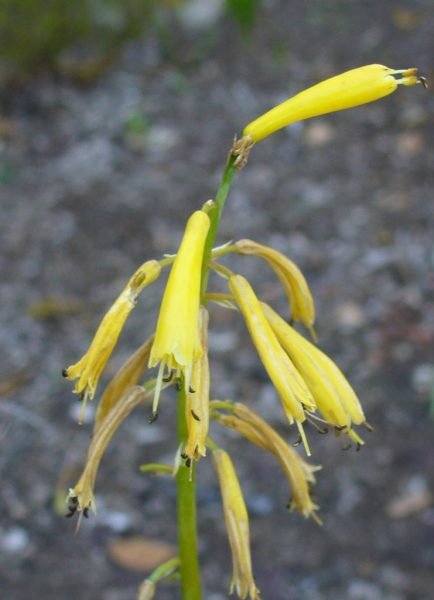 Few-flowered red-hot poker (Kniphofia pauciflora)