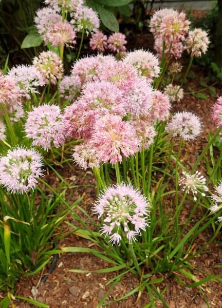 Flat-stalked garlic (Allium nutans)