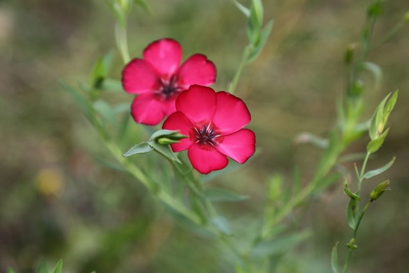 Flowering flax (Linum grandiflorum)