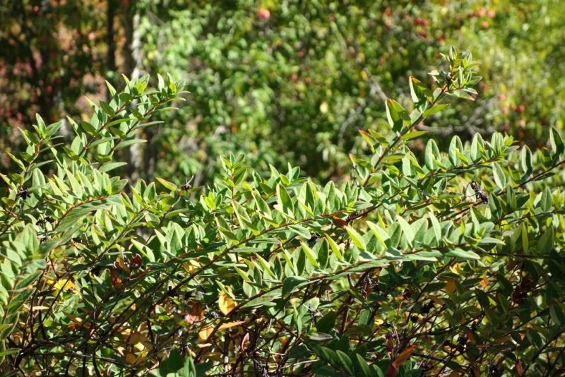 Forrest St John's wort (Hypericum forrestii)