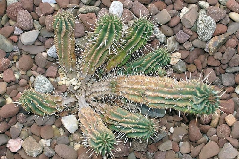 Fringed spurge (Euphorbia fimbriata)