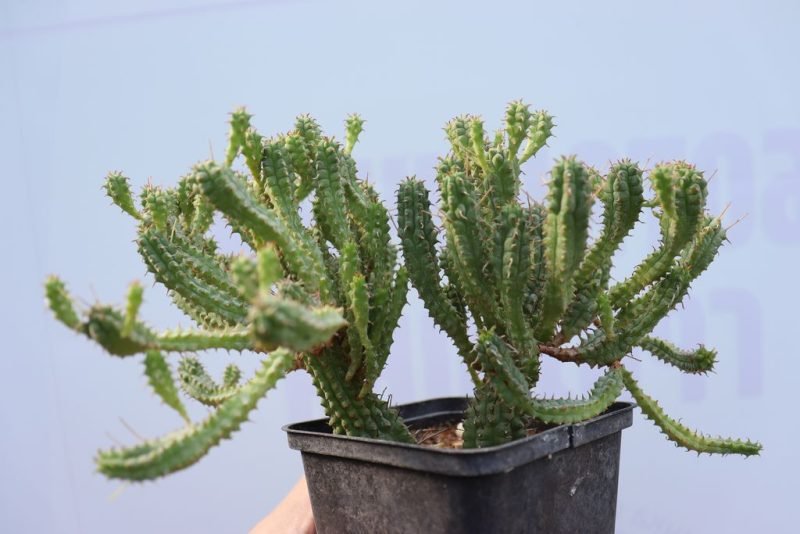 How to plant Fringed spurge (Euphorbia fimbriata)_1