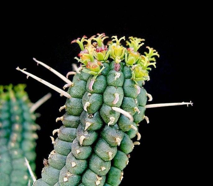 Where to plant Fringed spurge (Euphorbia fimbriata)_2