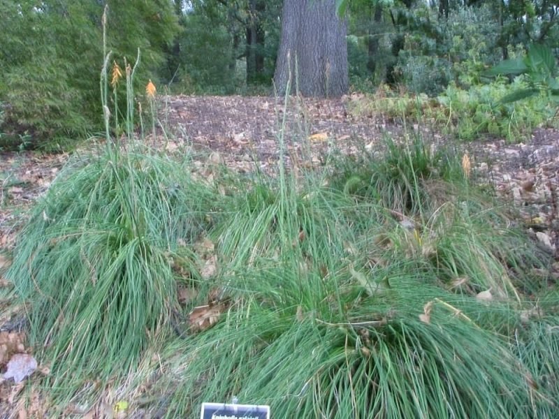 Galpin red-hot poker (Kniphofia galpinii Baker)