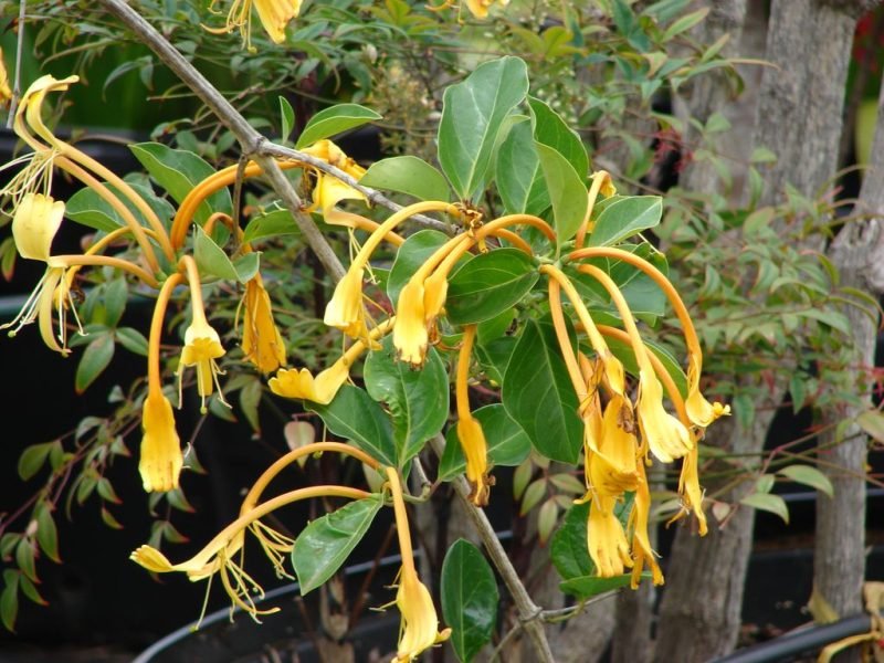 Giant Burmese honeysuckle (Lonicera hildebrandiana)