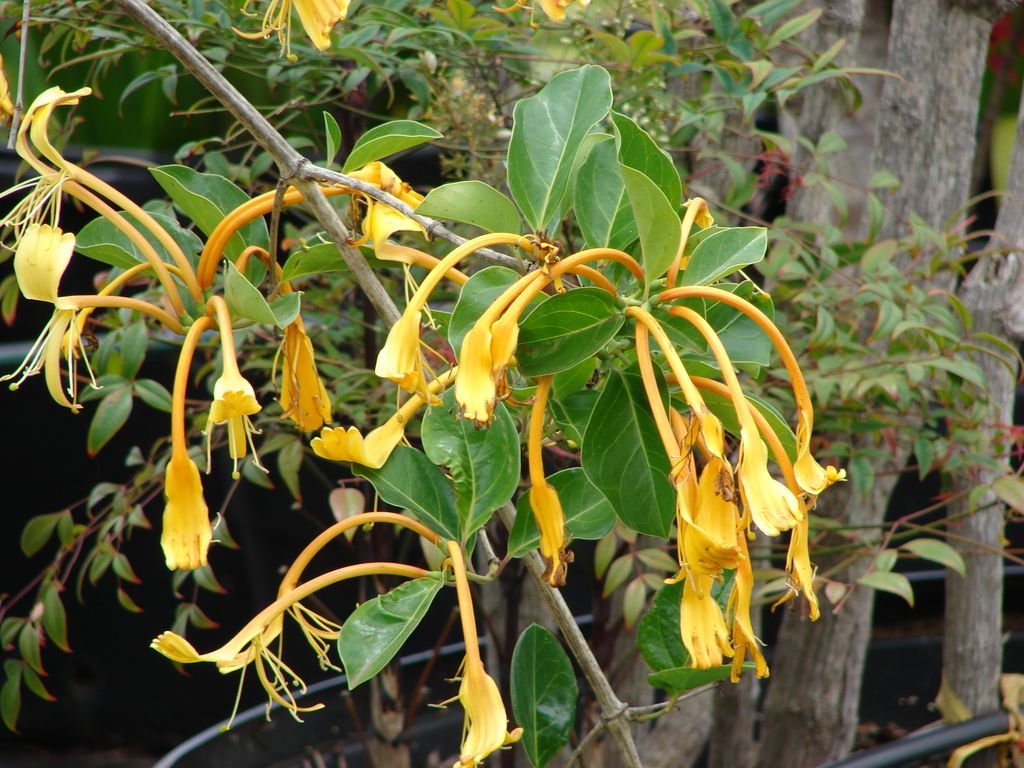 Giant Burmese honeysuckle (Lonicera hildebrandiana)