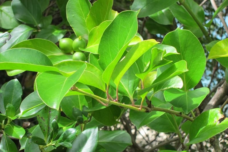 How to plant Giant Burmese honeysuckle (Lonicera hildebrandiana)_1