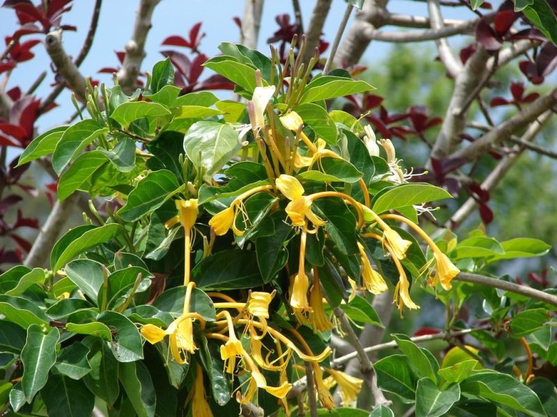 Where to plant Giant Burmese honeysuckle (Lonicera hildebrandiana)_2