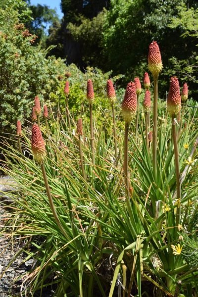 Giant red-hot poker (Kniphofia northiae)