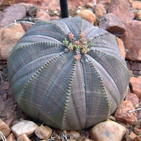 Gingham golf ball (Euphorbia obesa)