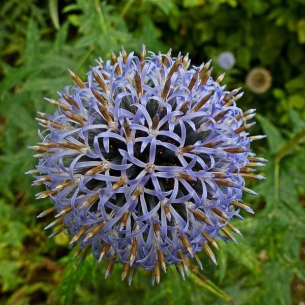 Globe thistle 'Taplow Blue' (Echinops bannaticus 'Taplow Blue')