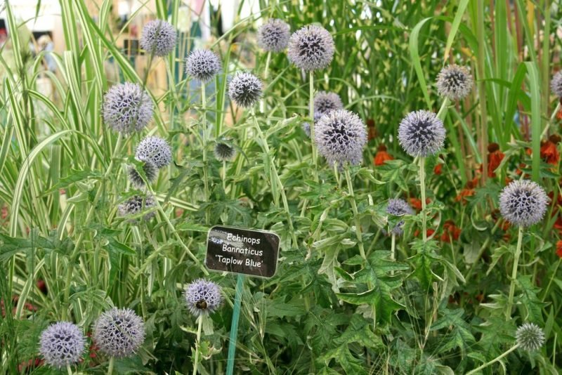 How to plant Globe thistle 'Taplow Blue' (Echinops bannaticus 'Taplow Blue')_1