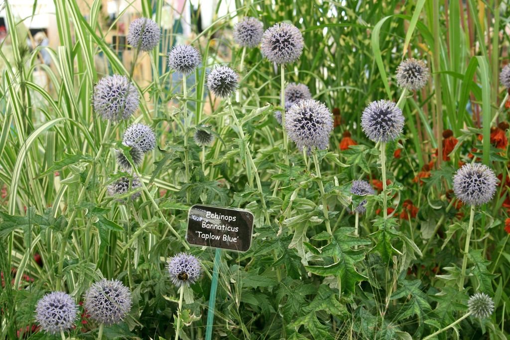 Globe thistle 'Taplow Blue' (Echinops bannaticus 'Taplow Blue