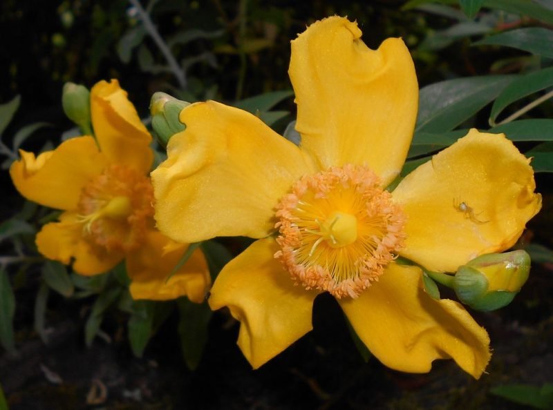 Gold flower (Hypericum × moserianum)