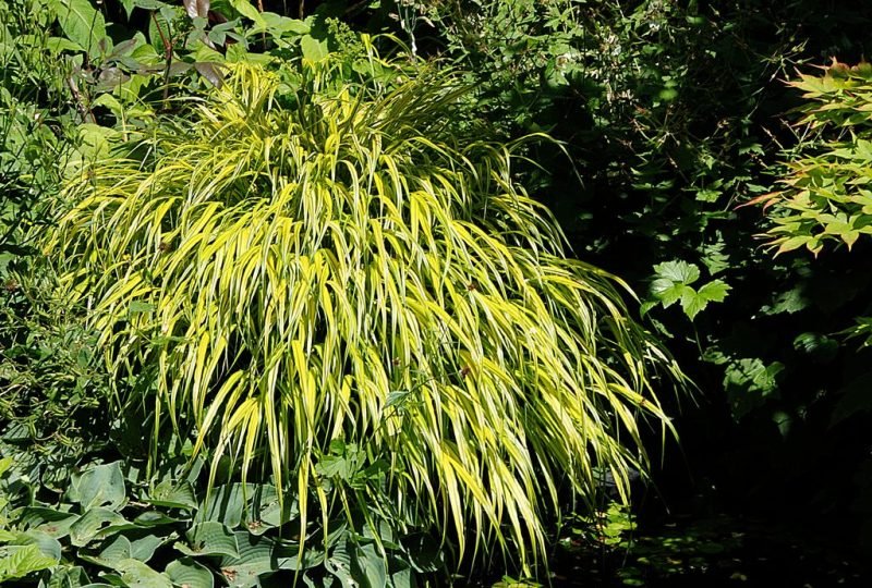 Golden hakonechloa (Hakonechloa macra 'Aureola')
