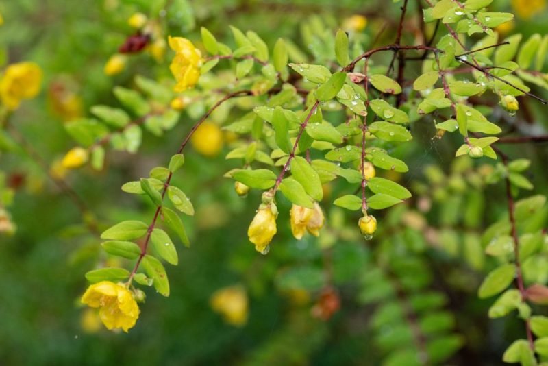 Goldencup St John's wort (Hypericum patulum)