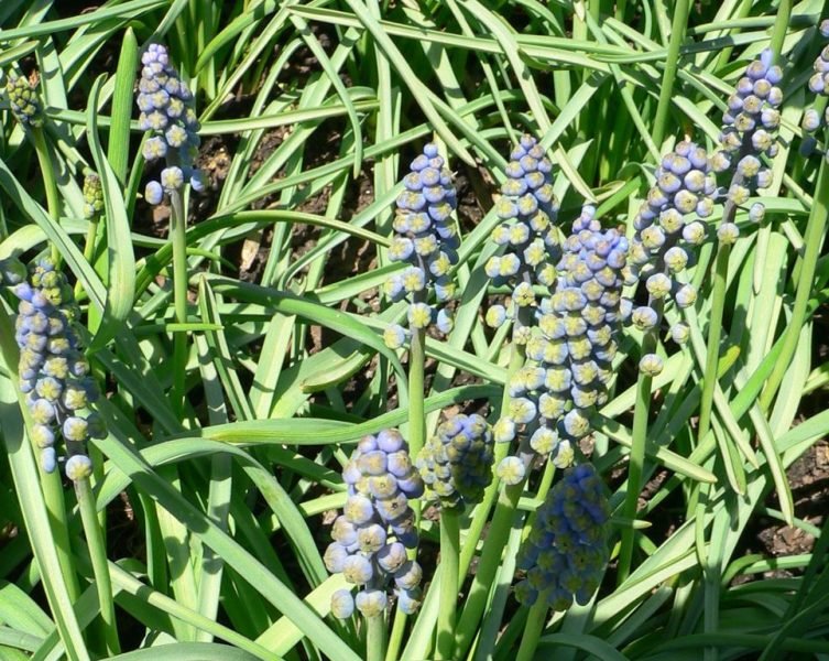 Grape hyacinth 'Saffier' (Muscari armeniacum 'Saffier')