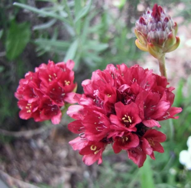 Great thrift 'Ballerina Red' (Armeria pseudarmeria 'Ballerina Red')