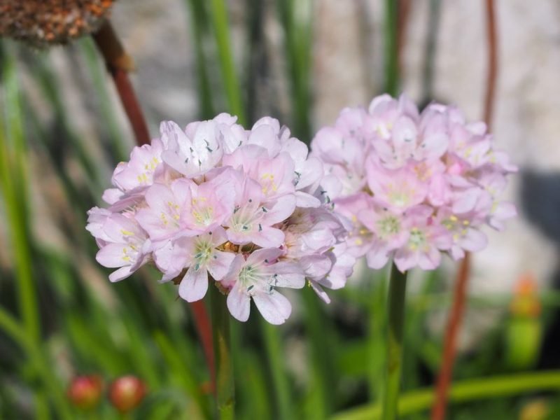 Great thrift 'Ballerina White' (Armeria pseudarmeria 'Ballerina White')